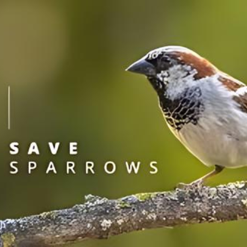 Sparrow Conservation Program